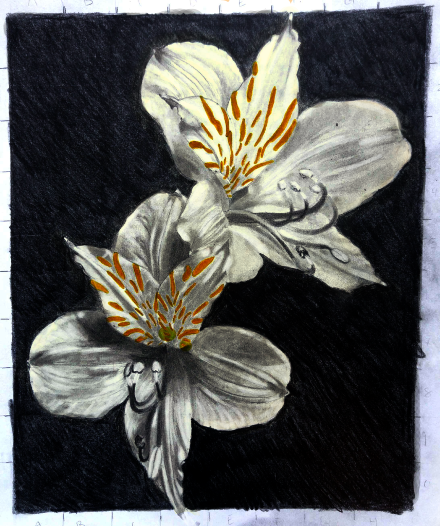 Lily of the Incas