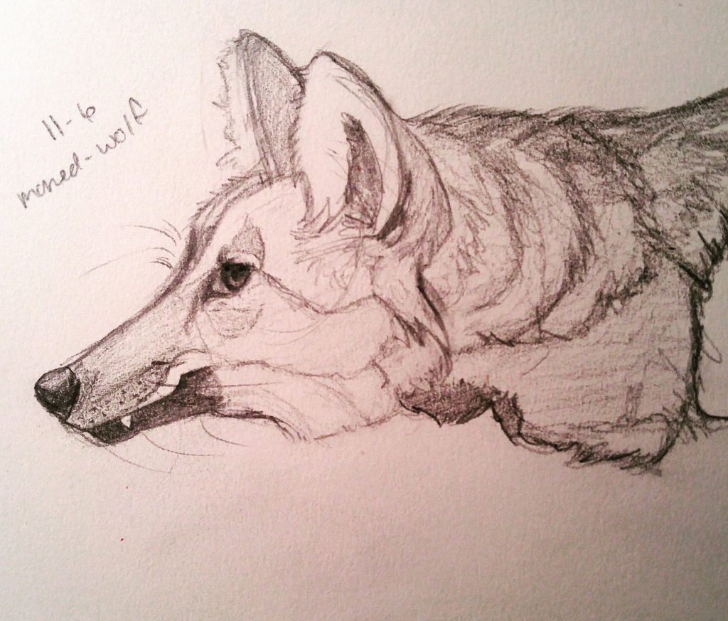 Maned Wolf